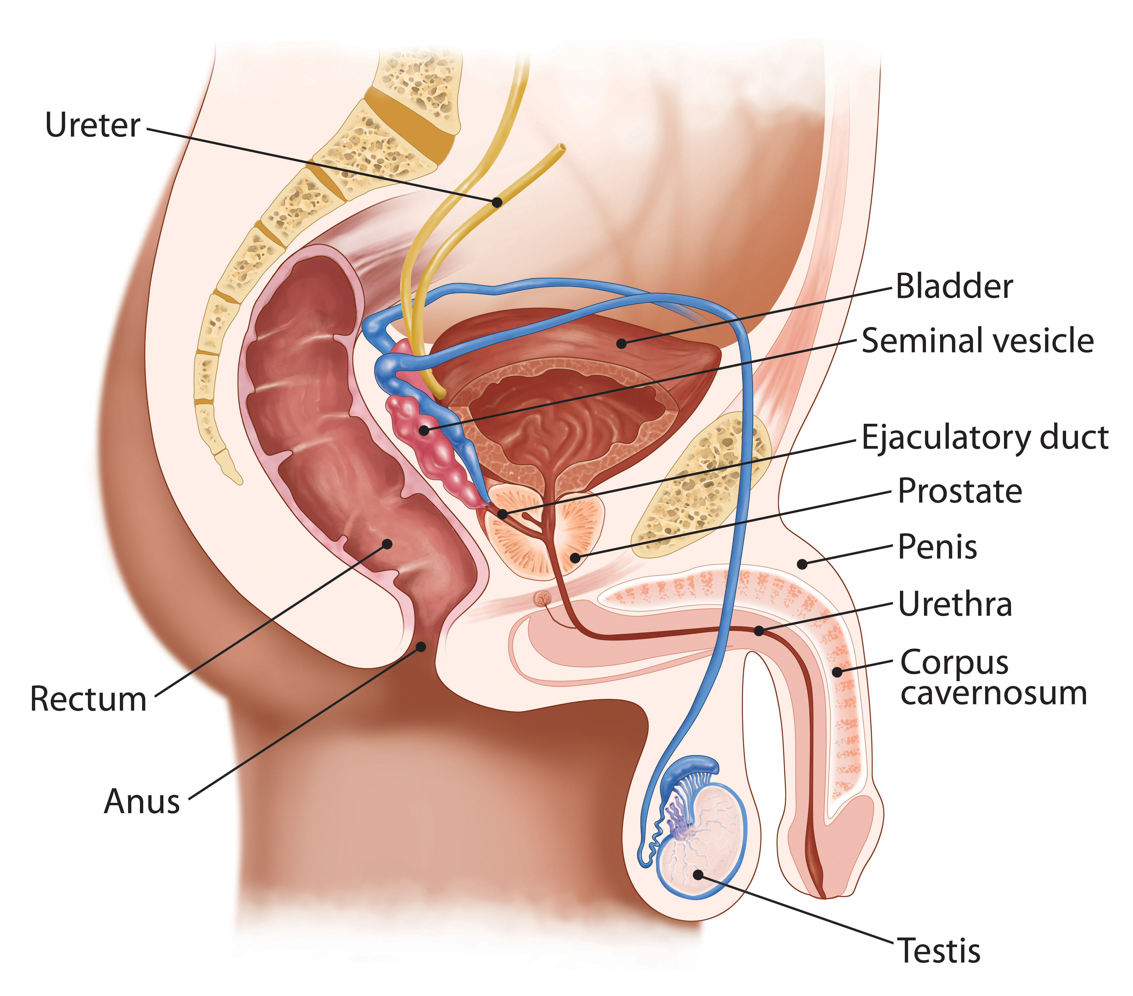Анатомия мочеполовой системы мужчины